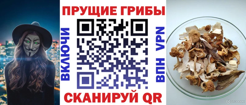 Купить закладки  Шарья  Галлюциногенные грибы GOLDEN TEACHER 